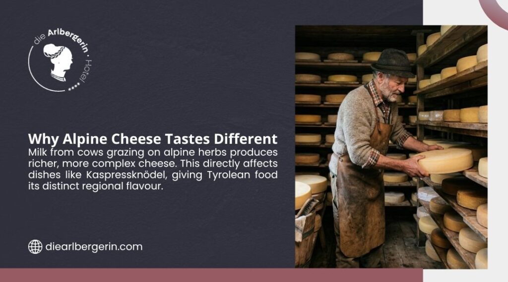 Traditional cheesemaker aging large wheels of alpine cheese on wooden shelves, explaining why alpine cheese tastes distinctly different.